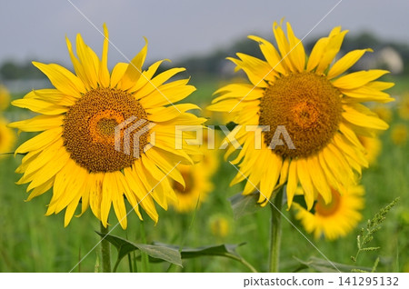 Landscape with summer flowers Landscape with summer flowers 141295132