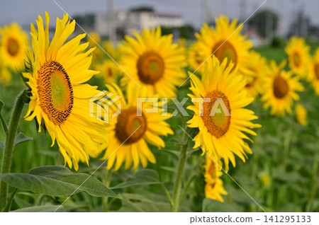 A healthy sunflower A healthy sunflower 141295133