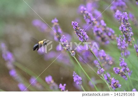 Hoverfly sucking nectar from lavender Hoverfly sucking nectar from lavender 141295163