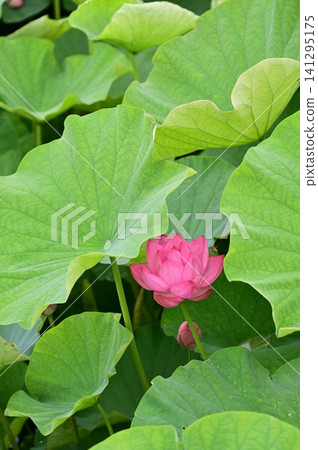 lotus flower peeking out from between the leaves lotus flower peeking out from between the leaves 141295175