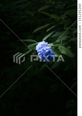 藍色繡球花 藍色繡球花 141295269