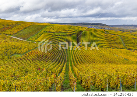 Vineyards changing colors in Champagne region during autumn 141295425