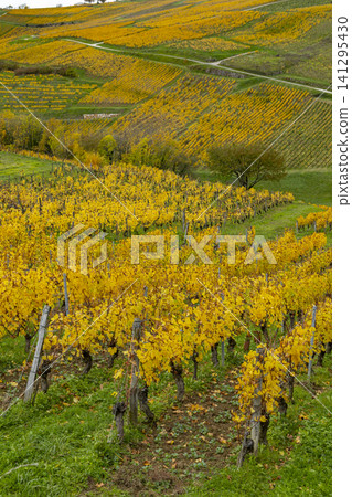 Vineyards with golden autumn leaves in Chateau Chalon 141295430