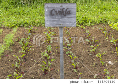 Beetroot plants growing in garden with Cvikla sign Beetroot plants growing in garden with Cvikla sign 141295439