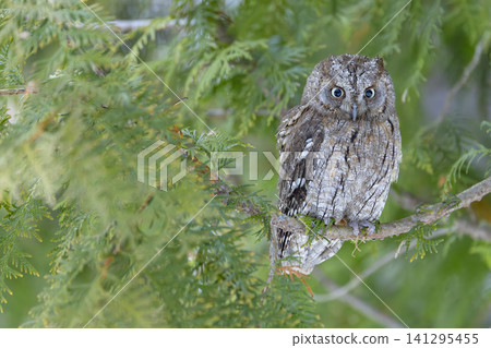 Eurasian scops owl blending into green foliage Eurasian scops owl blending into green foliage 141295455
