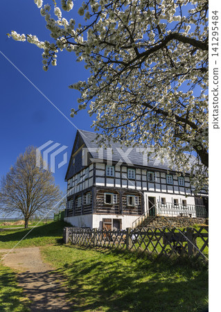 Traditional half timbered house with spring blossoms in Kourim 141295484