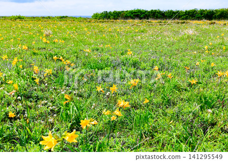 Northern Hokkaido Orolon Line - Gimpo Native Flower Garden Northern Hokkaido Orolon Line - Gimpo Native Flower Garden 141295549