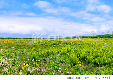 Northern Hokkaido Orolon Line - Gimpo Native Flower Garden Northern Hokkaido Orolon Line - Gimpo Native Flower Garden 141295551