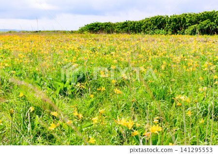 Northern Hokkaido Orolon Line - Gimpo Native Flower Garden Northern Hokkaido Orolon Line - Gimpo Native Flower Garden 141295553