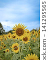 Sunflower shining in the blue sky 141295565