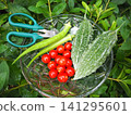 Fresh summer vegetables harvested from a home garden 141295601
