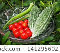 Fresh summer vegetables harvested from a home garden 141295602