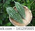 Fresh bitter melon harvested from a home garden 141295605