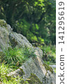 Small flowers growing on rocks 141295619