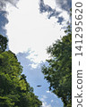 Fresh green trees, blue sky and white clouds 141295620