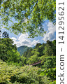 Valley in the season of fresh greenery 141295621