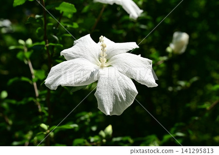 Hibiscus (Malvaceae family), white flower of the Hibiscus genus Hibiscus (Malvaceae family), white flower of the Hibiscus genus 141295813