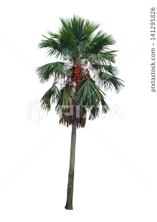 Livistona rotundifolia (Footstool palm) Livistona rotundifolia (Footstool palm) 141295826