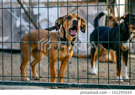 Homeless Dog in Shelter Kennel Waiting for Adoption. Animal Rescue Homeless Dog in Shelter Kennel Waiting for Adoption. Animal Rescue 141295834