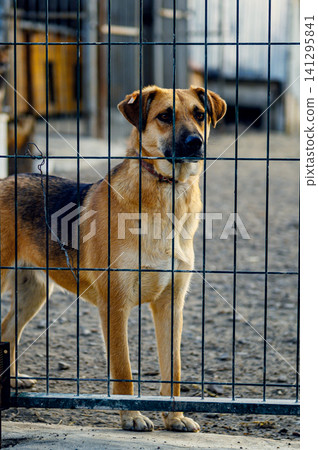 Homeless Dog in Shelter Kennel Waiting for Adoption. Animal Rescue Homeless Dog in Shelter Kennel Waiting for Adoption. Animal Rescue 141295841