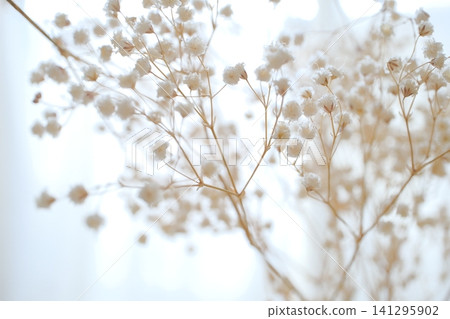 Dried baby's breath Dried baby's breath 141295902