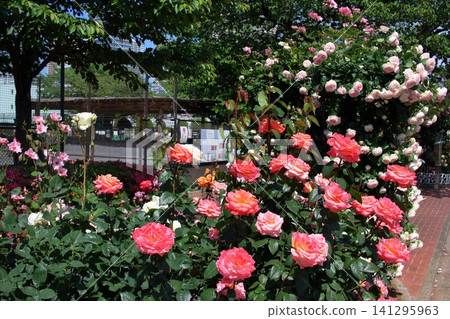 Beautiful roses in the Rose Gardin of Shibaura Chuo Park in MInatoku Tokyo Japan on a spring day. Beautiful roses in the Rose Gardin of Shibaura Chuo Park in MInatoku Tokyo Japan on a spring day. 141295963
