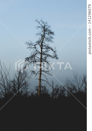 A mysterious winter forest landscape featuring a solitary, leafless tree. A painting that evokes a sense of tranquility and solitude. A mysterious winter forest landscape featuring a solitary, leafless tree. A painting that evokes a sense of tranquility and solitude. 141296079