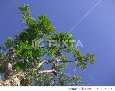 Upward View Of Green Tree Branches Against Clear Blue Sky On Sunny Summer Background Upward View Of Green Tree Branches Against Clear Blue Sky On Sunny Summer Background 141296296