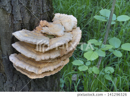 Yellow mushrooms Laetiporus sulphureus bracket fungus on a tree trunk in the spring forest. Yellow mushrooms Laetiporus sulphureus bracket fungus on a tree trunk in the spring forest. 141296326