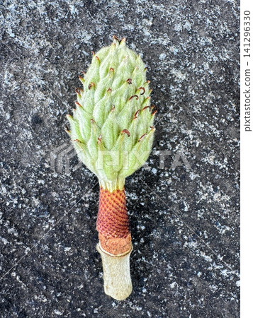 Close-up of young buds and stems of a Magnolia grandiflora placed on asphalt. Close-up of young buds and stems of a Magnolia grandiflora placed on asphalt. 141296330