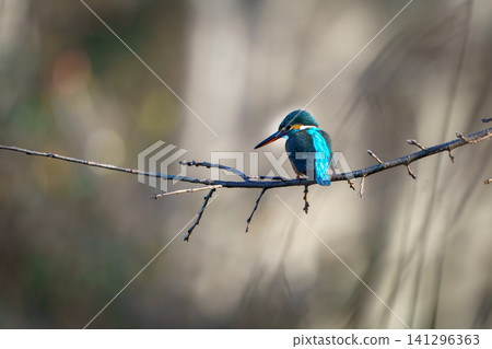A kingfisher gazes at the water's surface from atop a branch. A kingfisher gazes at the water's surface from atop a branch. 141296363