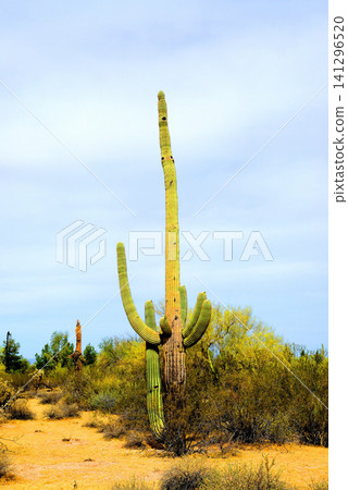Old Saguaro Cactus Sonora desert Arizona Old Saguaro Cactus Sonora desert Arizona 141296520