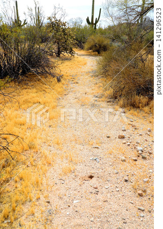 Arizona Desert Arroyo Arizona Desert Arroyo 141296523