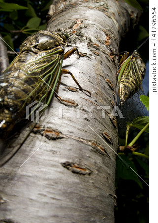 A bear cicada is perching on a tree. The scientific name is Cryptotympana facialis. A bear cicada is perching on a tree. The scientific name is Cryptotympana facialis. 141296554