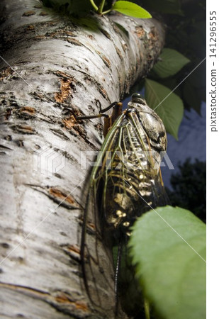 A bear cicada is perching on a tree. The scientific name is Cryptotympana facialis. A bear cicada is perching on a tree. The scientific name is Cryptotympana facialis. 141296555