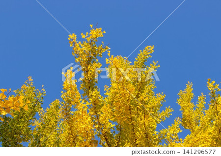 Ginkgo leaves against a blue sky Ginkgo leaves against a blue sky 141296577