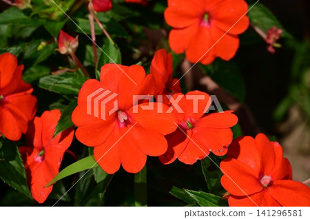 African impatiens (Balsaminaceae family) African impatiens (Balsaminaceae family) 141296581