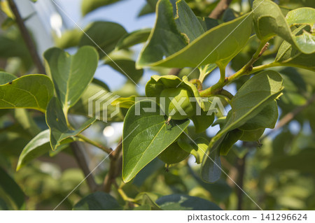 This is a persimmon tree with unripe fruit. This is a persimmon tree with unripe fruit. 141296624