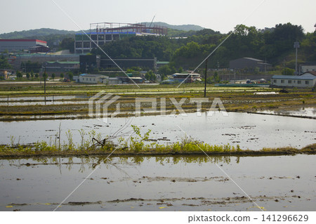 This is a view of the rice fields before planting rice in spring. This is a view of the rice fields before planting rice in spring. 141296629