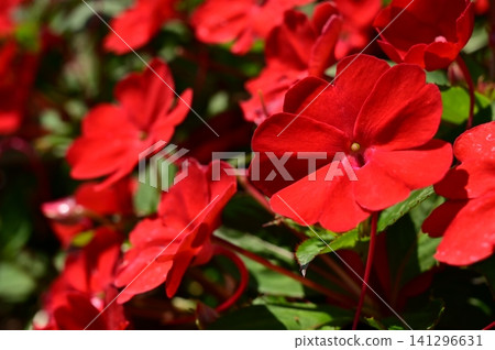 非洲鳳仙花(鳳仙花科) 非洲鳳仙花(鳳仙花科) 141296631