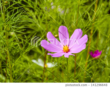 Vibrant Pink Cosmos Flower Blooming in a Lush Green Garden Field Vibrant Pink Cosmos Flower Blooming in a Lush Green Garden Field 141296648