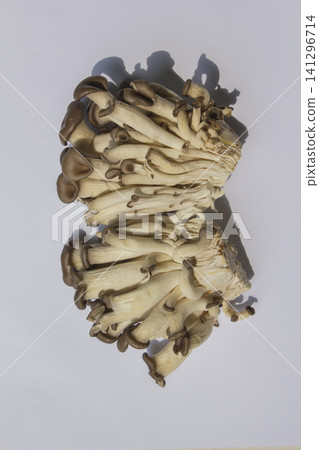 It is an oyster mushroom placed on a white background. It is an oyster mushroom placed on a white background. 141296714