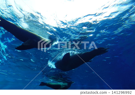 一群海獅在水面附近游泳。 一群海獅在水面附近游泳。 141296992