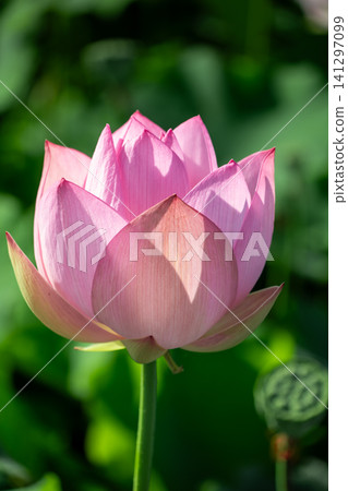 The pale pink lotus flowers bloom, their petals beautifully translucent in the sunlight. 141297099