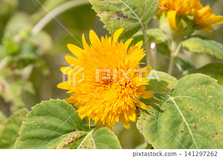 Beautiful yellow sunflowers with soft, double blossoms. 141297262