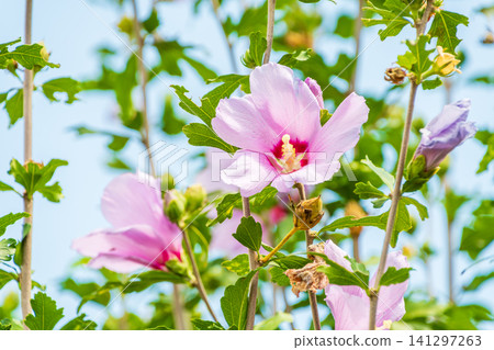Pale pink hibiscus flowers stand out against the blue sky. Pale pink hibiscus flowers stand out against the blue sky. 141297263