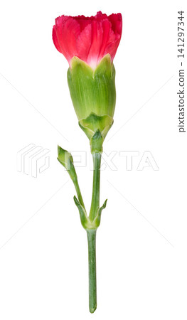 Unopened red carnation bud on a green stem, isolated background Unopened red carnation bud on a green stem, isolated background 141297344