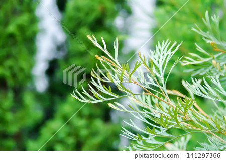 Grevillea robusta, Silky oak or Australian silver oak or Silk Oak Grevillea robusta, Silky oak or Australian silver oak or Silk Oak 141297366