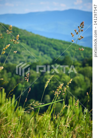 Serene Meadow Grasses and Mountain Vista Serene Meadow Grasses and Mountain Vista 141297547