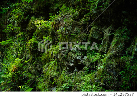 Enchanting Forest Mossy Wall 141297557